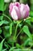 Rockii Peony: BING XIN FEN LIAN